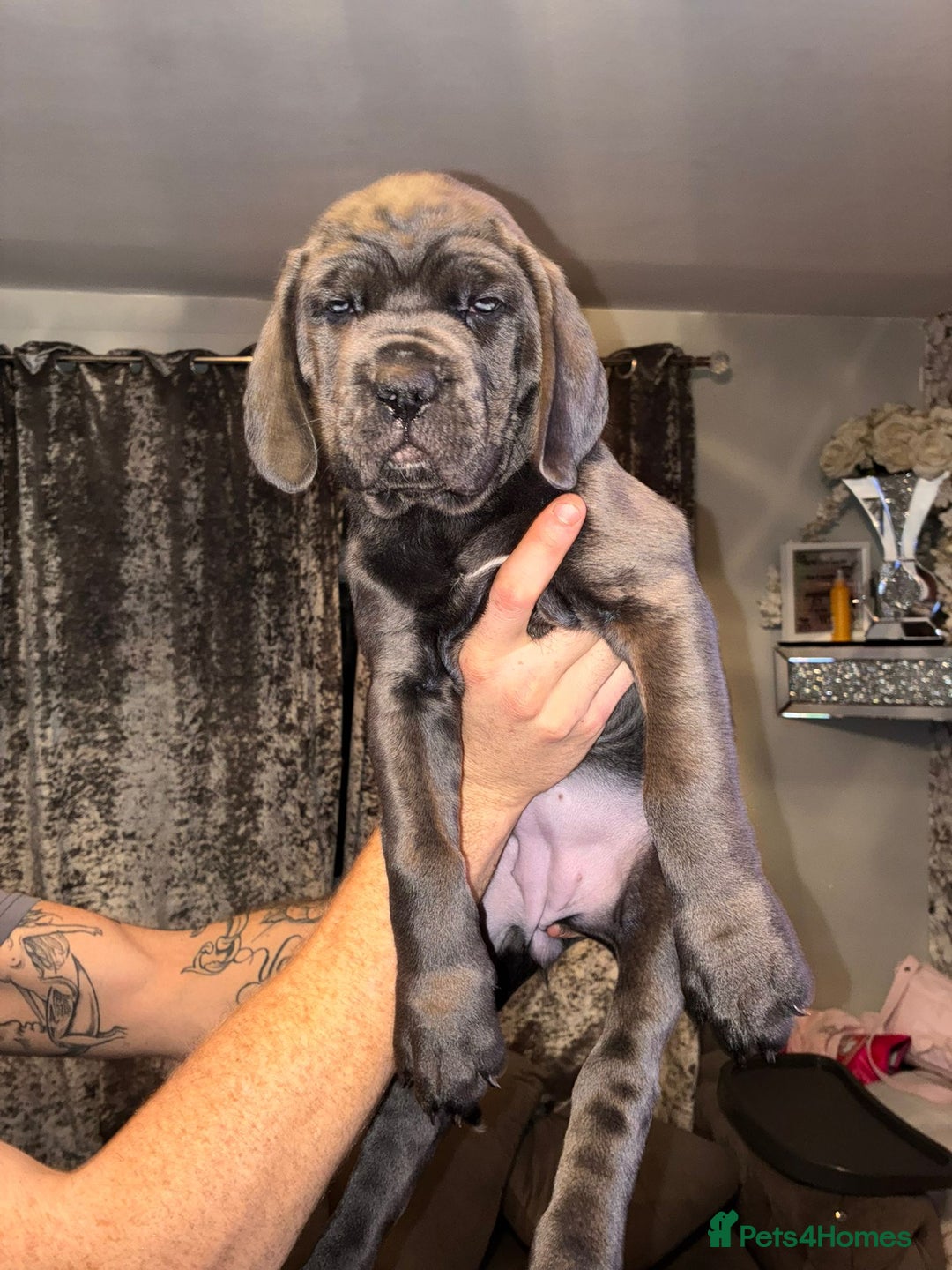 Cane Corso dogs for sale: 1 female left *PRICE REDUCED READY TO LEAVE* - Advert 12
