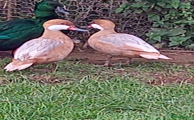 Waterfowl poultry - Advert 1