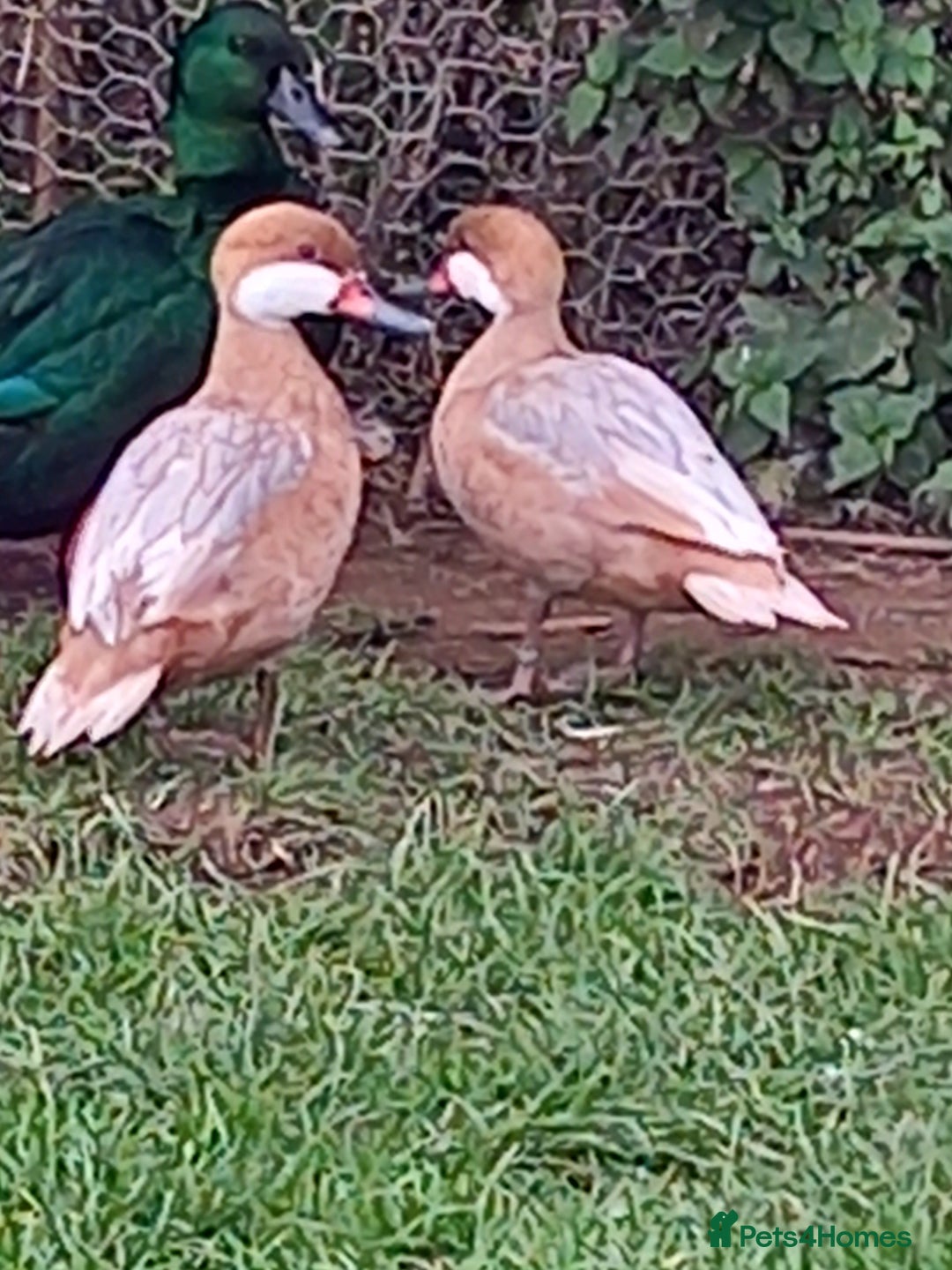 Waterfowl poultry for sale: Apricot Bahama pintail  - Image 1