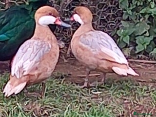 Waterfowl poultry - Advert 1