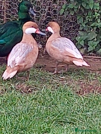 Waterfowl poultry - Advert 1