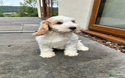 Cockapoo dogs for sale: 1 girl ready now cockapoo  - Image 2