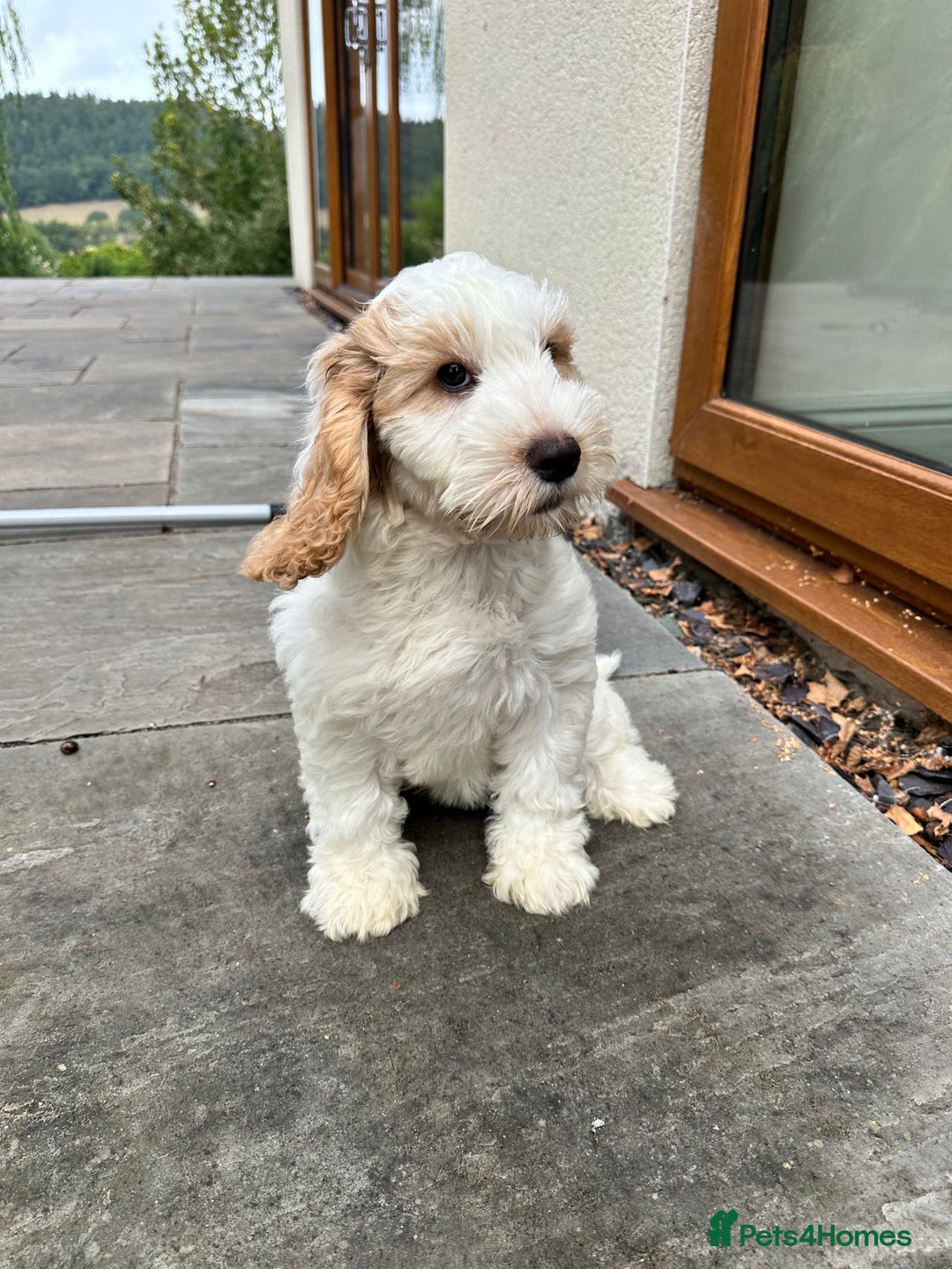Cockapoo dogs for sale: 1 girl ready now cockapoo  - Image 2