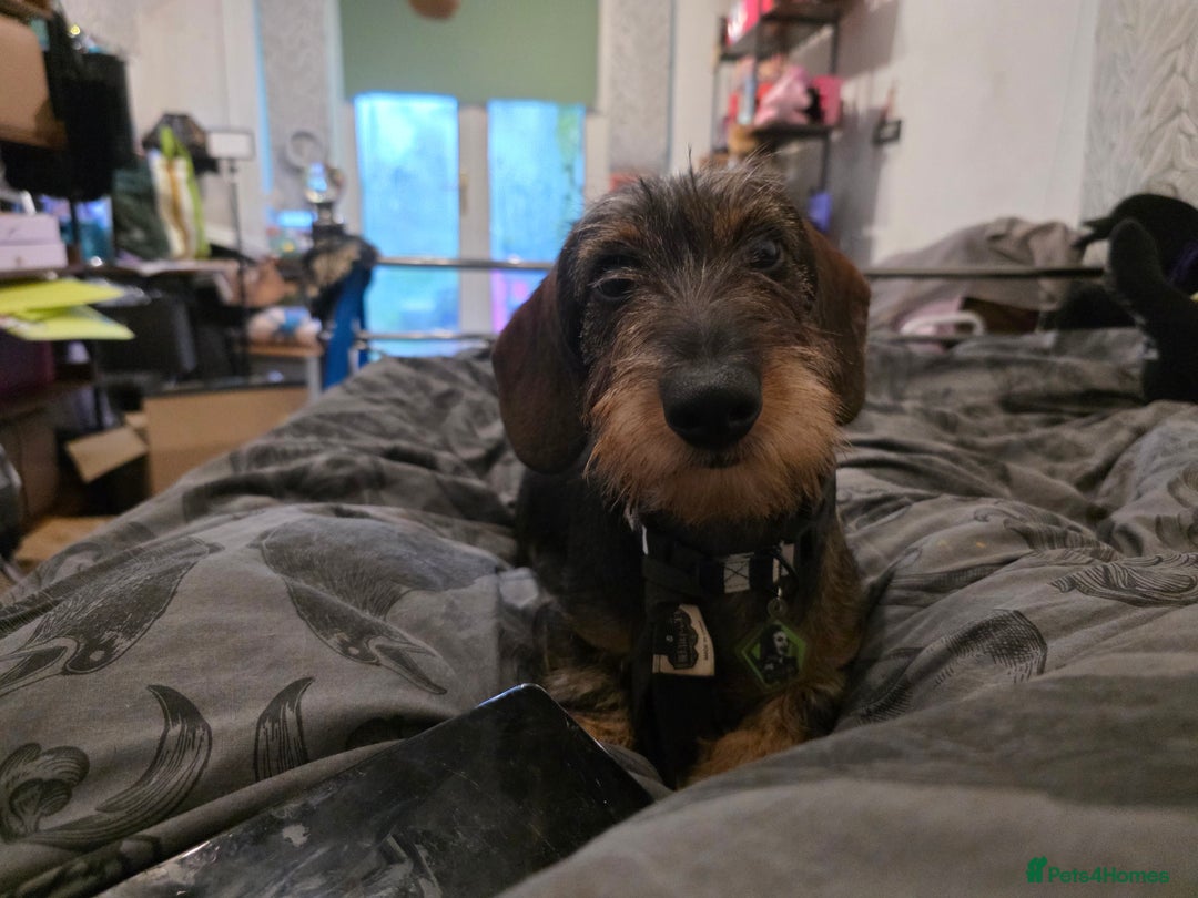 Dachshund dogs for sale: Wired haired dashund  - Advert 1