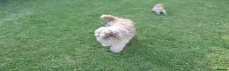 Cavapoo dogs for sale: Quality Health Tested F1b Miniature Cavapoos - Advert 11