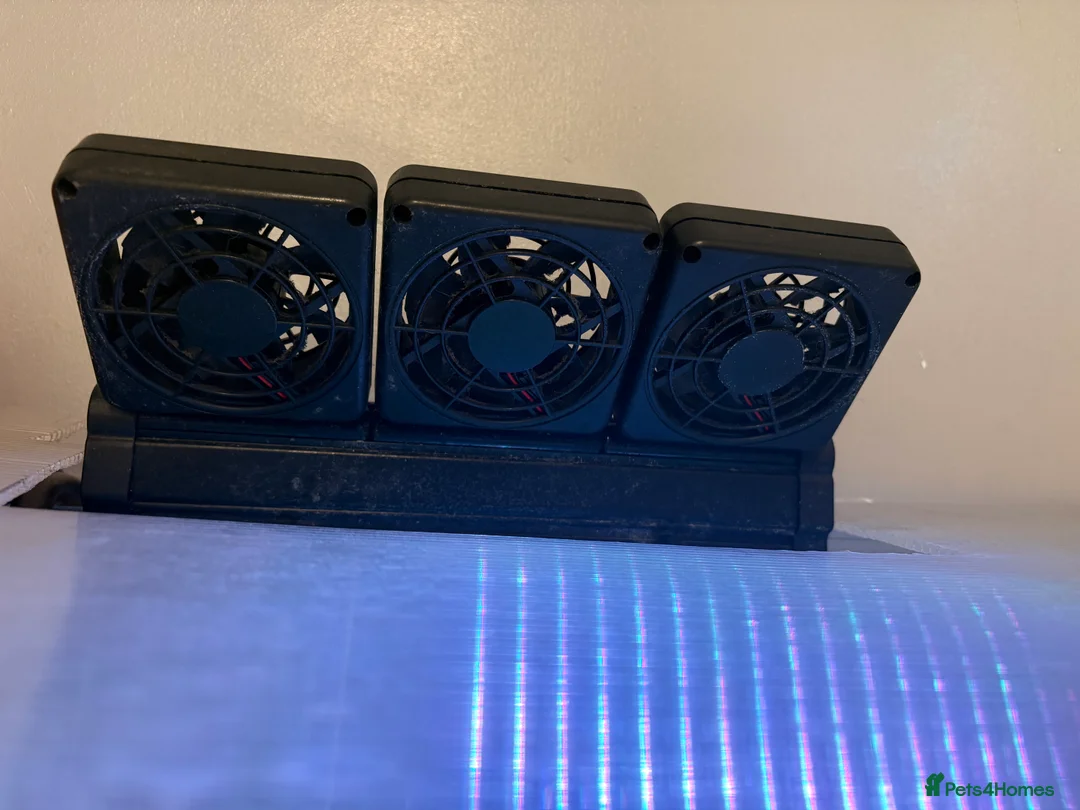 Other/Mixed Breed fish for sale: 2 Axolotls and whole set up  - Advert 11