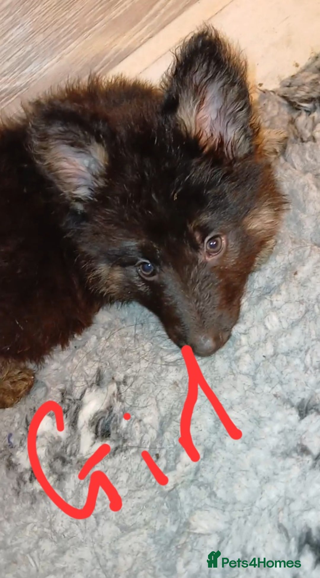 German Shepherd dogs for sale: Beautiful kc german shepherd babies - Advert 3