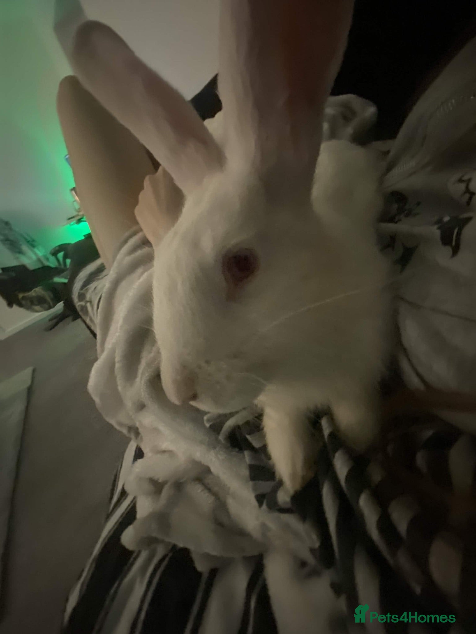Mixed Breed rabbits Female bunny to good home - Advert 1
