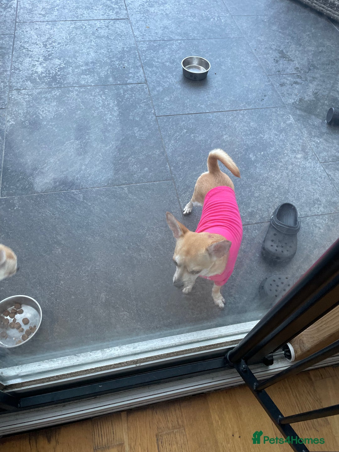 Chihuahua dogs for sale: Smooth coat chihuahua brothers - Image 2