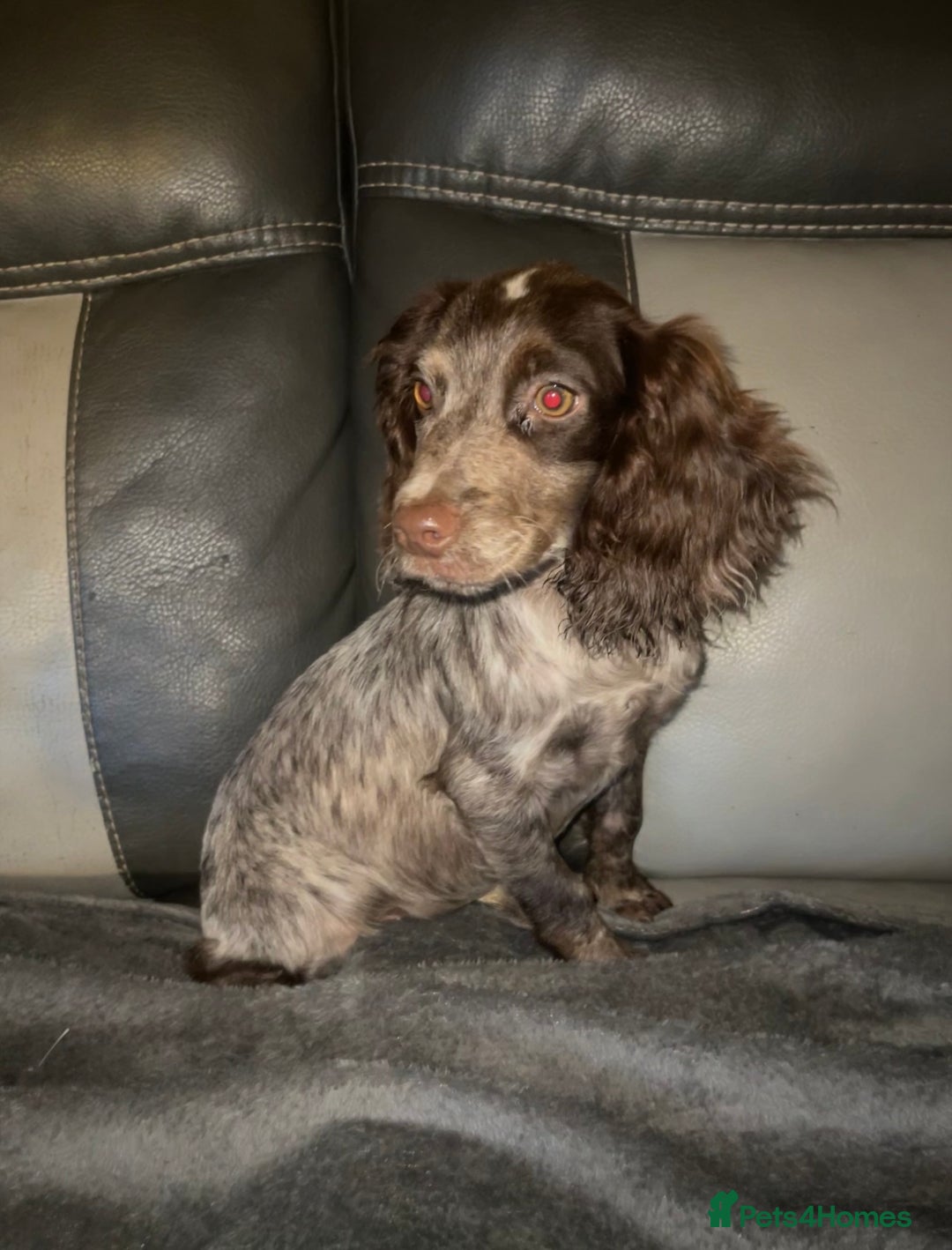 Cocker Spaniel dogs for sale: Beautiful cocka spaniel for sale 😍 - Image 1