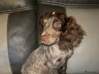 Cocker Spaniel dogs - Advert 28