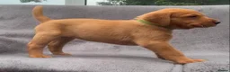Labrador Retriever dogs for sale: working line Labrador retriever  - Advert 20