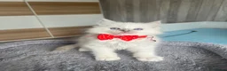 Ragdoll cats for sale: Pedigree Ragdoll kittens  - Advert 2