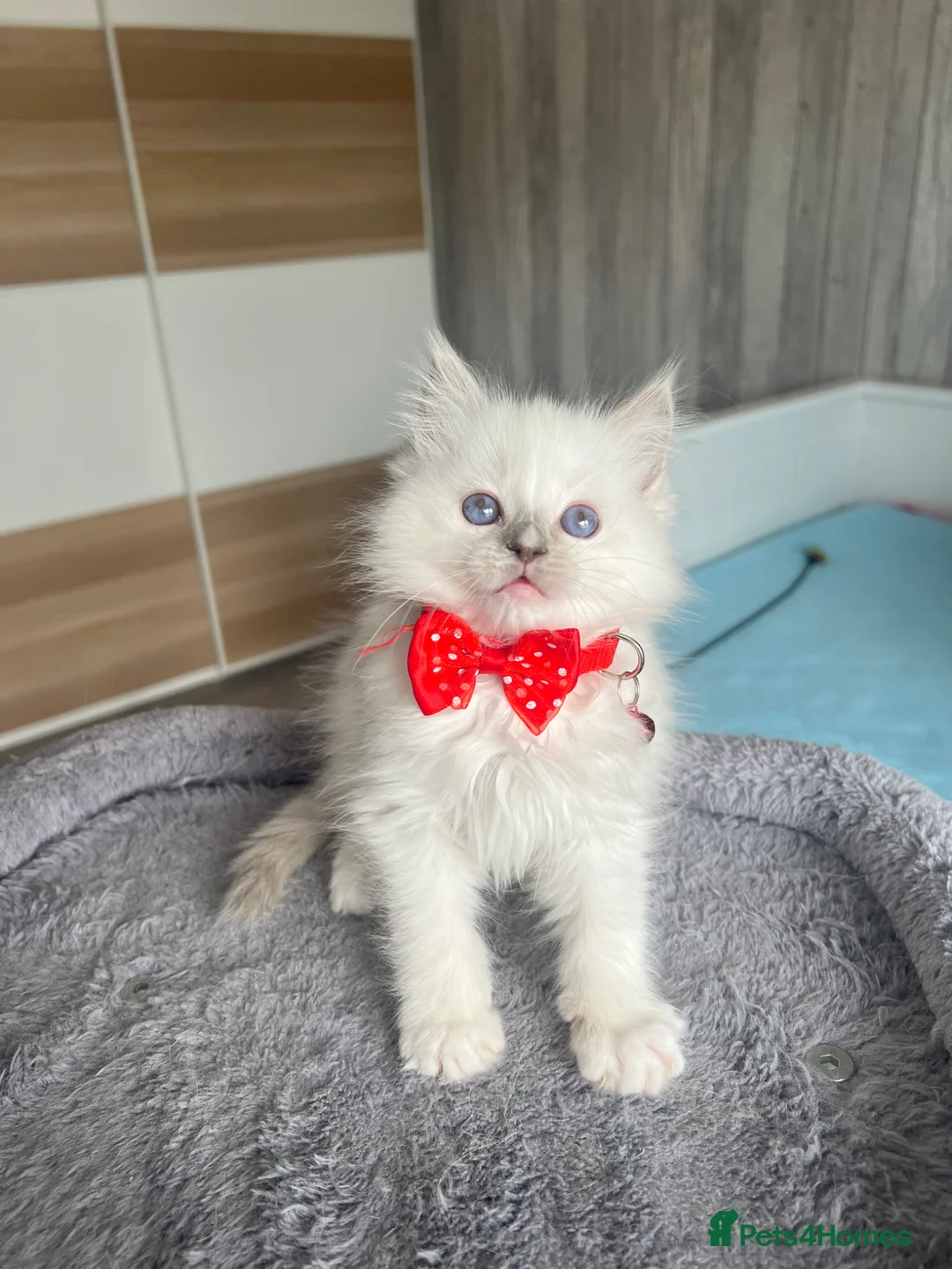 Ragdoll cats for sale: Pedigree Ragdoll kittens  - Advert 2