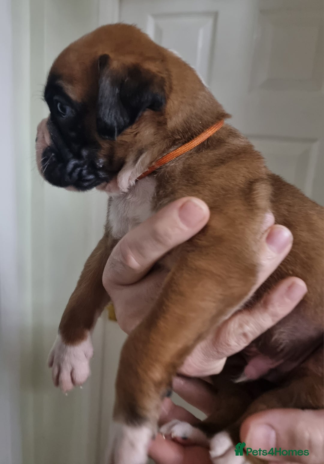 Boxer dogs for sale: Stunning Boxer Puppies  - Advert 11