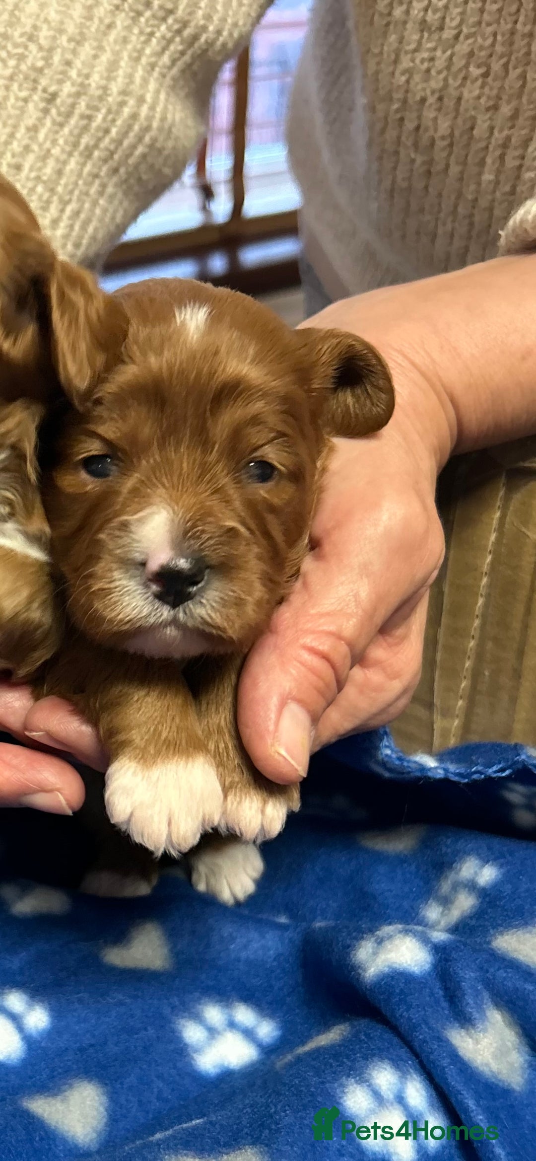 Cavapoo dogs for sale: Stunning litter of F1 cavapoo puppies,DWKC reg  - Advert 4