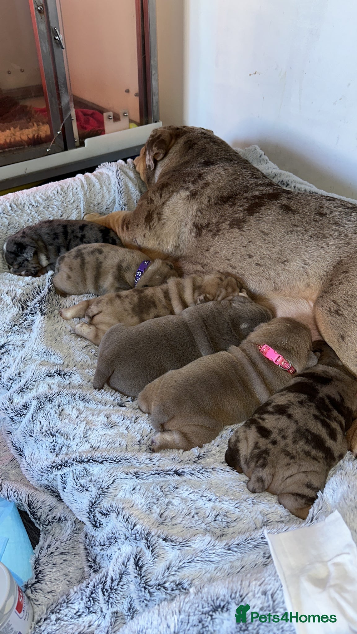 English Bulldog dogs Stunning English Bulldog Puppy's 1 boy 5 girls - Advert 1