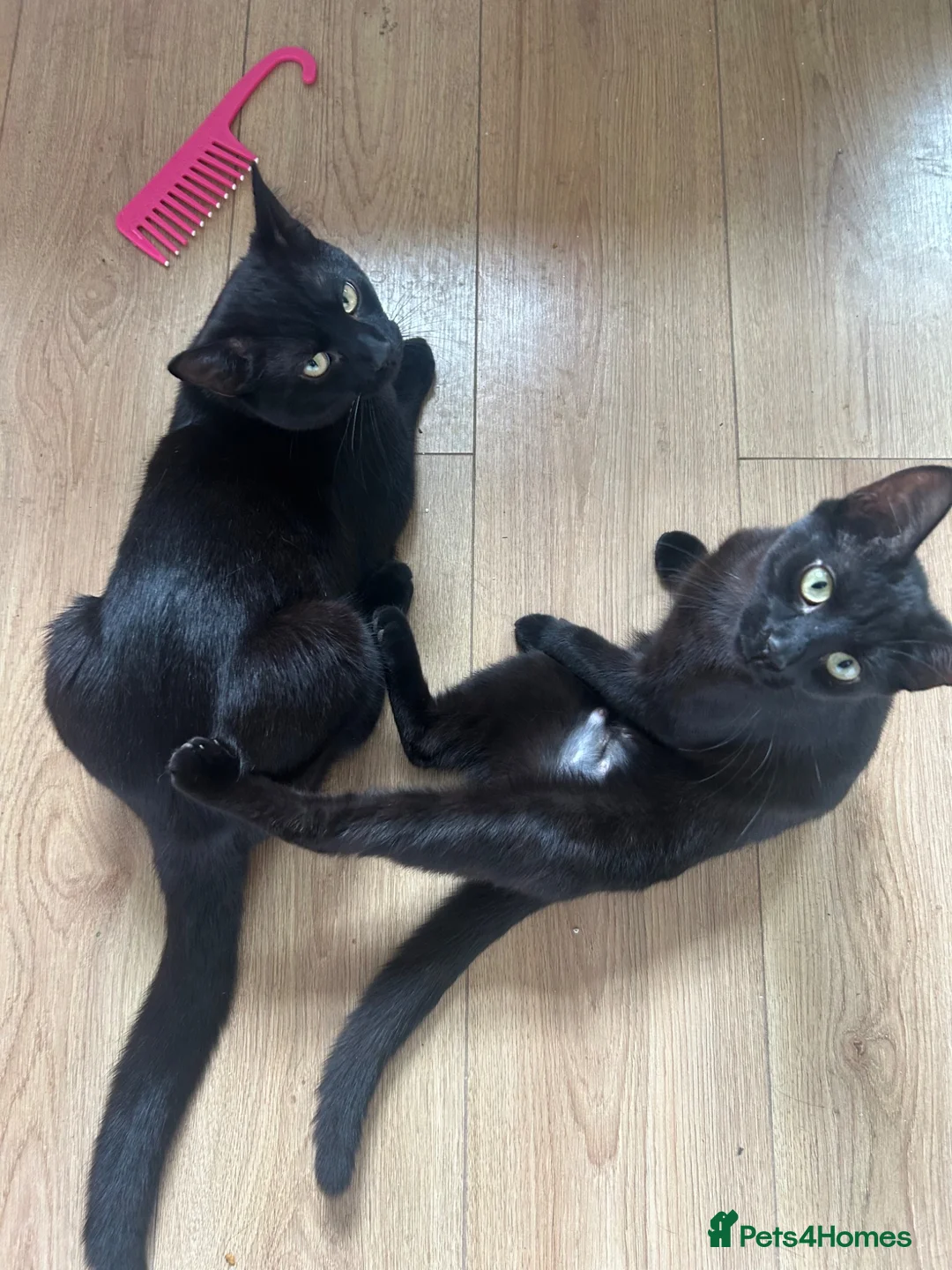 Bengal cats for sale: 2 loving kittens for sale  - Advert 2