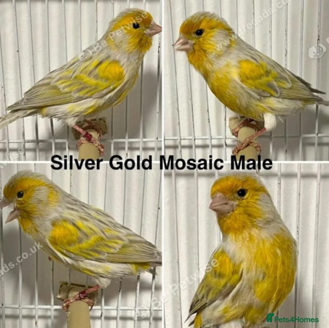 Budgerigars birds for sale: 🐦 Canaries & Finches Available  - Advert 2