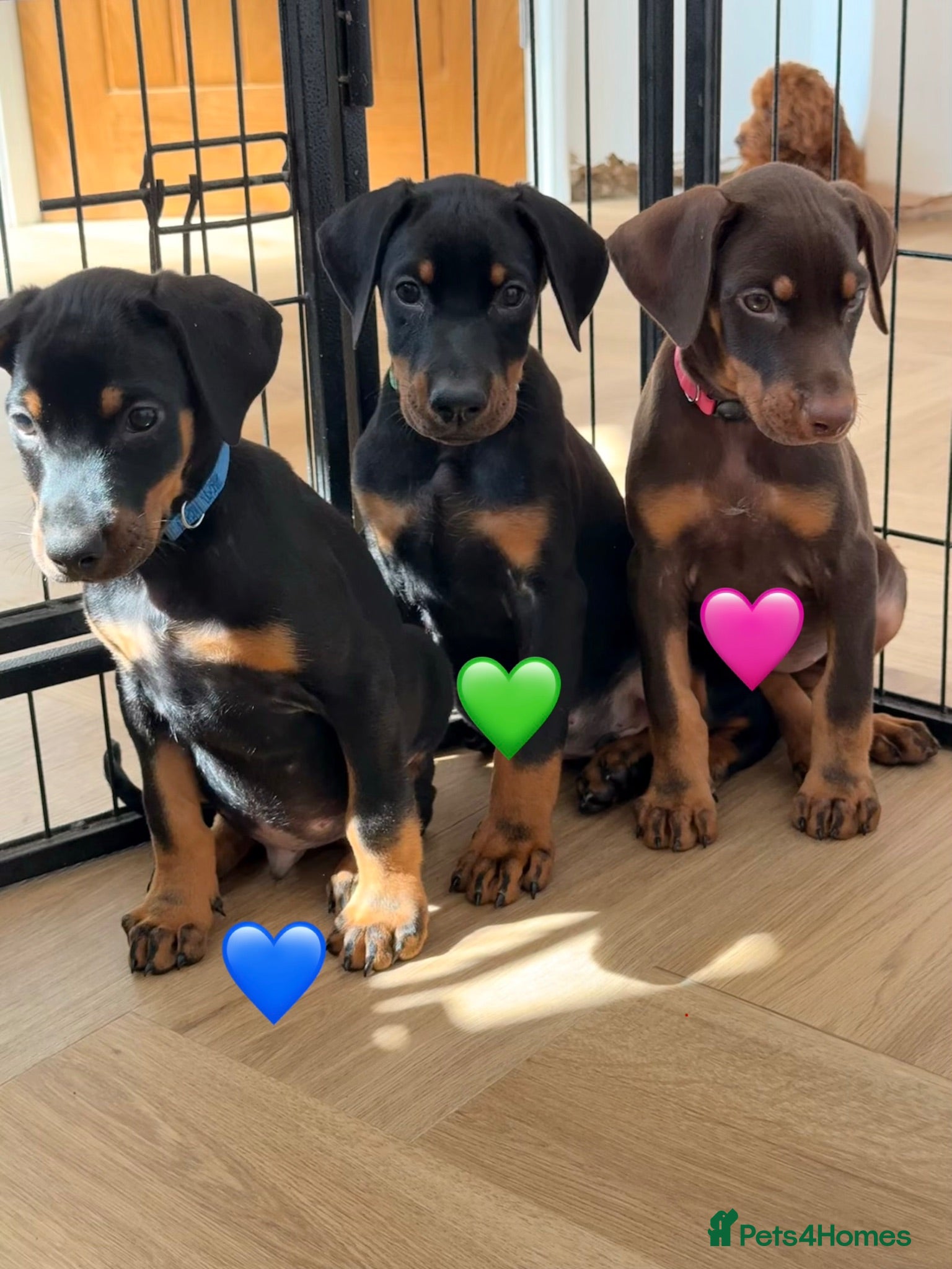 Dobermann dogs ⭐ READY NOW ⭐ Beautiful Doberman Puppies for sale  - Advert 15