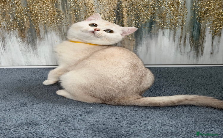 British Shorthair cats British shorthair golden TICA - Advert 11