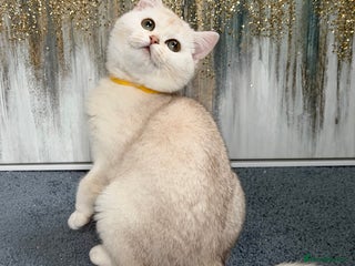 British Shorthair cats British shorthair golden TICA - Advert 5