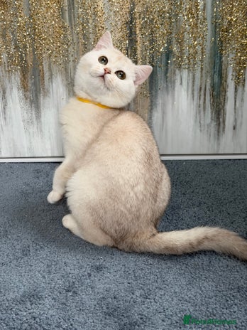 British Shorthair cats British shorthair golden TICA - Advert 11