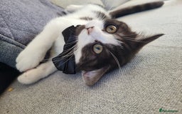 British Shorthair cats for sale: Little Man Waiting For His Forever Home! So Cuddly - Image 1