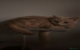 British Shorthair cats for sale: Beautiful Purebreed British Shorthair X Tabby - Image 19