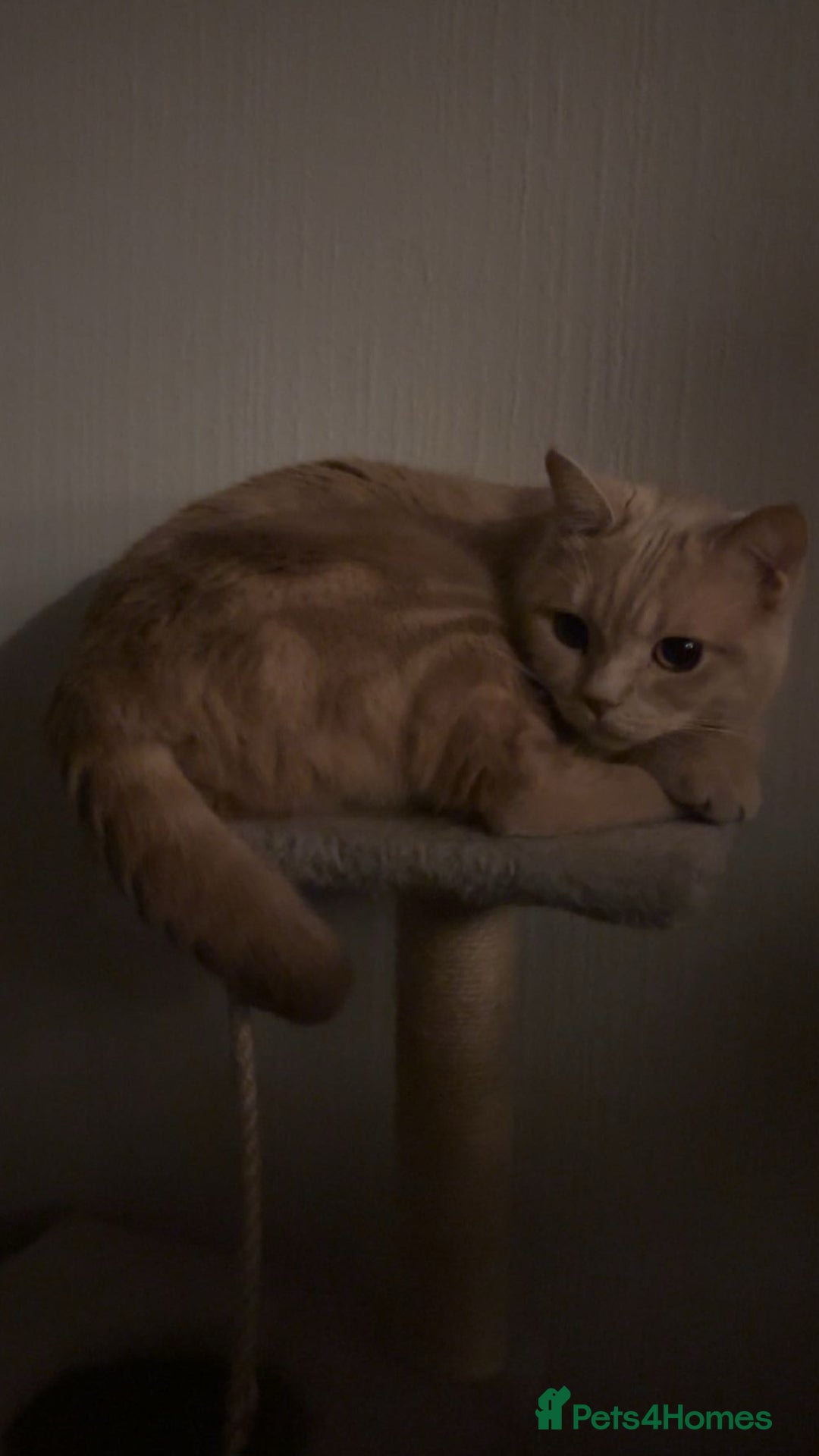 British Shorthair cats for sale: Beautiful Purebreed British Shorthair X Tabby - Image 19