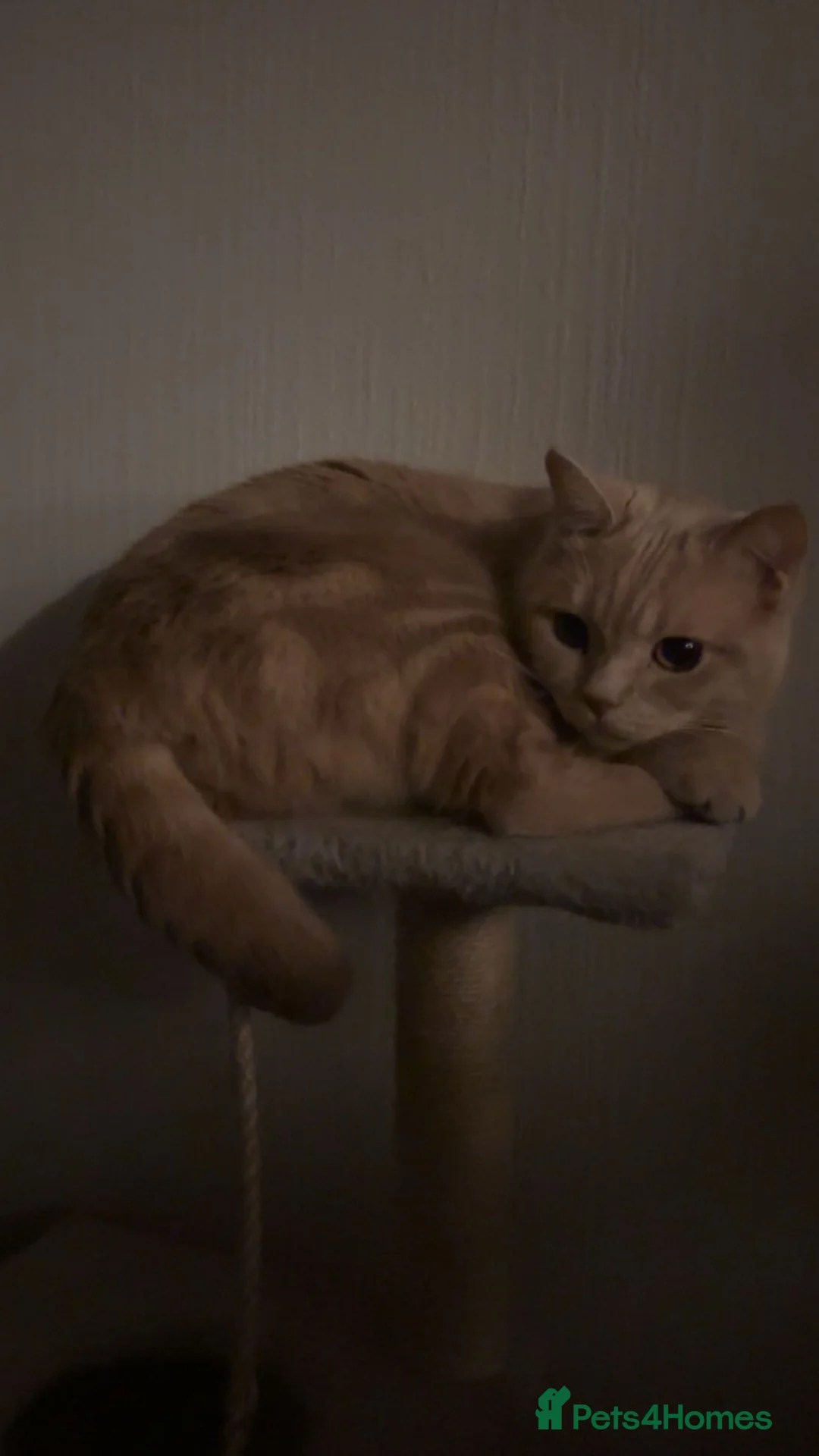 British Shorthair cats for sale: Beautiful Purebreed British Shorthair X Tabby - Advert 19