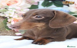 Miniature Dachshund dogs for stud: MASTER DUKE 🐶 miniature dashshund for stud in Wisbech - Image 2