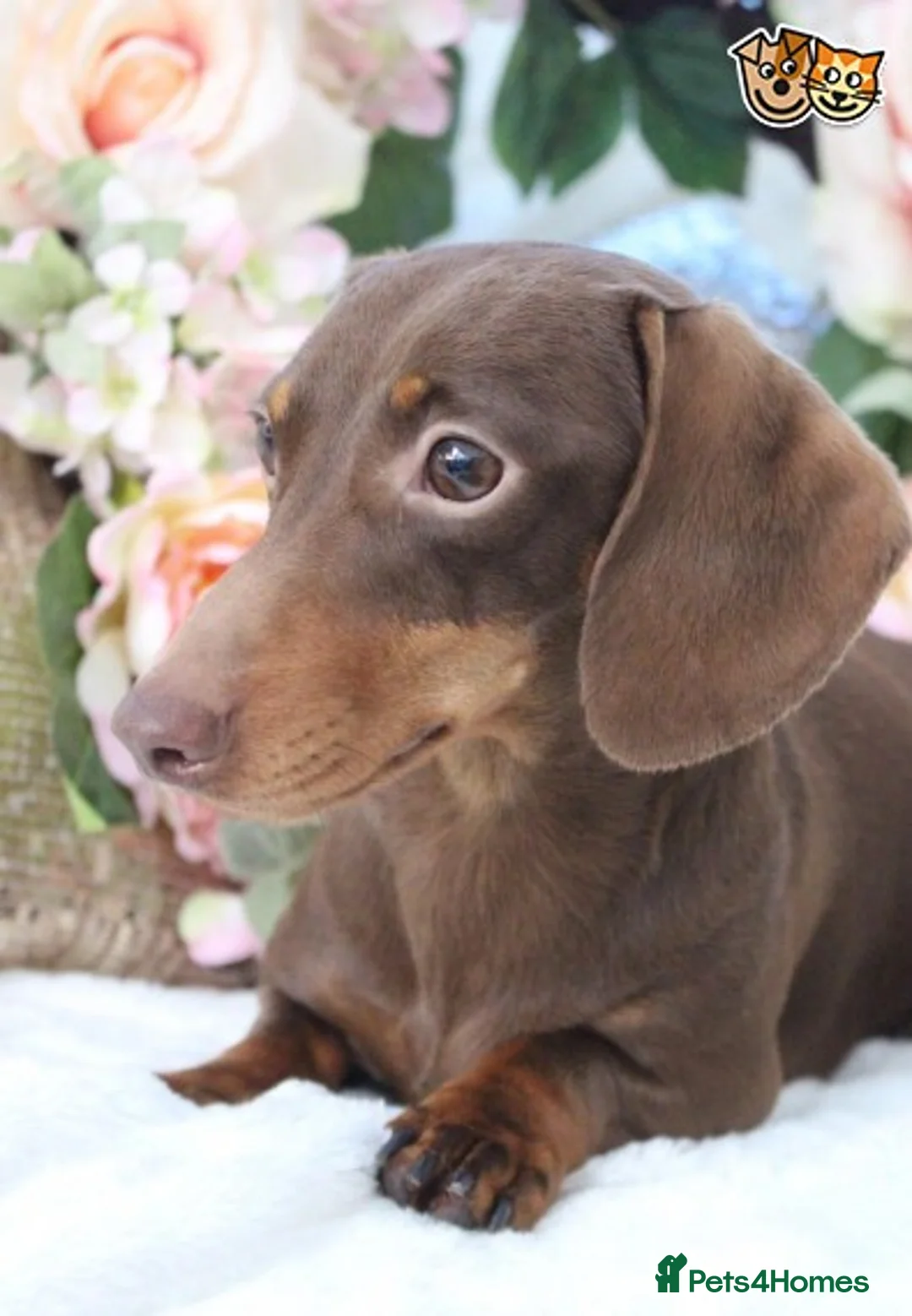 Miniature Dachshund dogs for stud: MASTER DUKE 🐶 miniature dashshund for stud in Wisbech - Advert 2