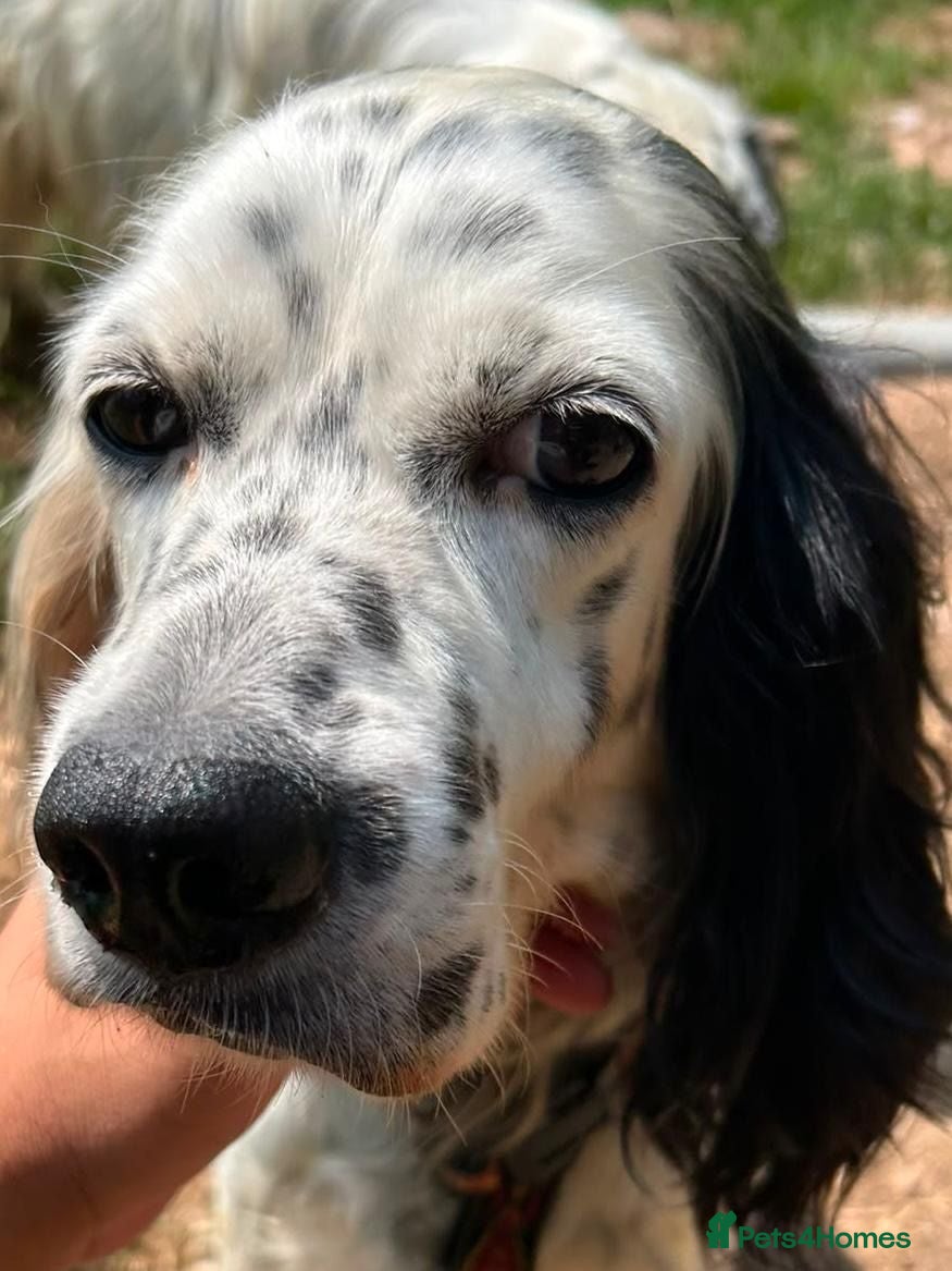 English Setter dogs Musa  - Advert 2