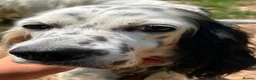 English Setter dogs for adoption: Musa  in New Romney - Advert 1