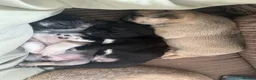 Pug dogs for sale: Pure bred Pug puppies  in Exeter - Advert 14