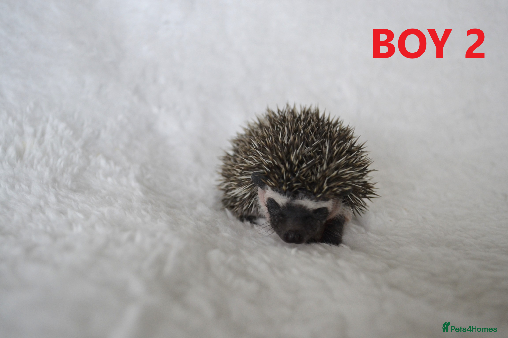 Pygmy Hedgehog rodents Pygmy hedgehogs, 1 girl 2 boys - Advert 2