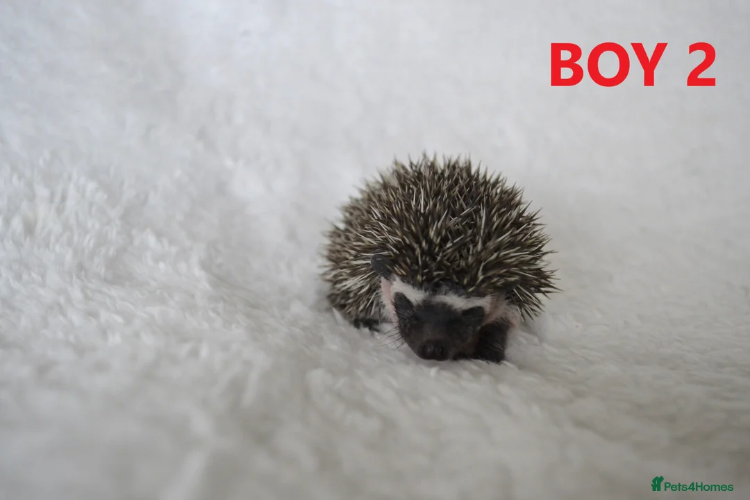 Pygmy Hedgehog rodents for sale: Pygmy hedgehogs, 1 girl 2 boys - Advert 2