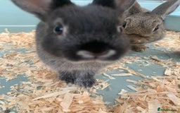 Netherland Dwarf rabbits for sale: Bunnies Netherland Dwarf Rabbits - Image 23
