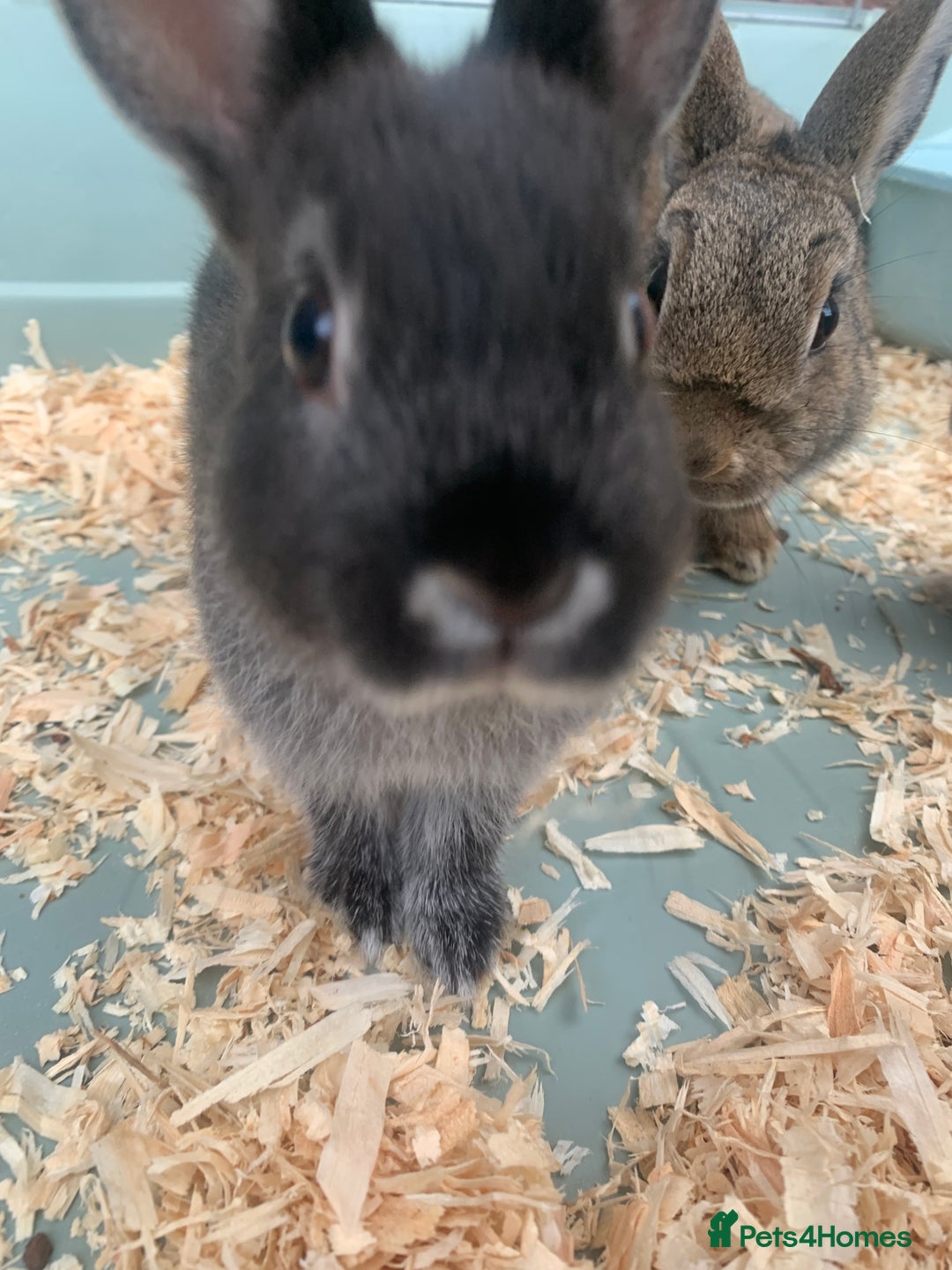 Netherland Dwarf rabbits for sale: Bunnies Netherland Dwarf Rabbits - Image 23