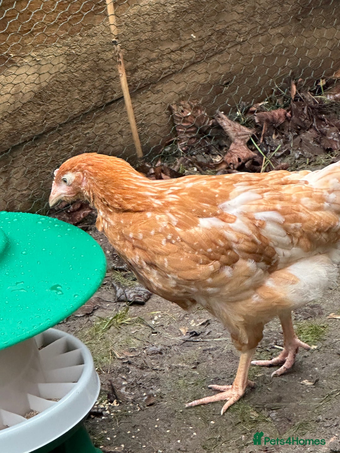 Chickens poultry for sale: Brown laying hen - Advert 3