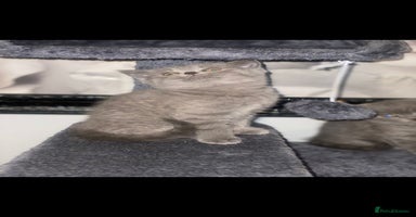 British Shorthair cats - Advert 8
