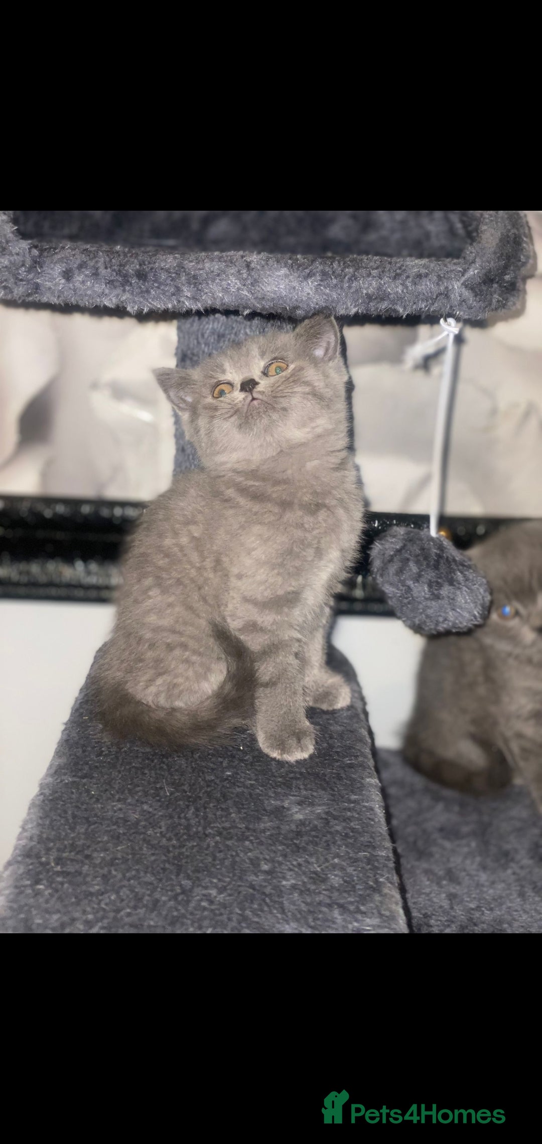 British Shorthair cats for sale: Beautiful Blue British Shorthair Kittens - Image 3