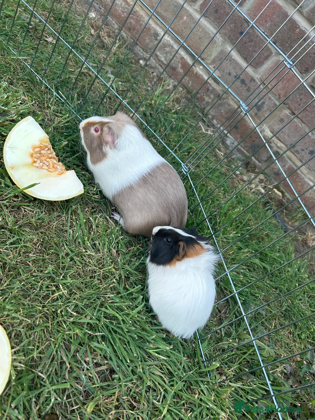 Guinea Pig rodents for sale: Two male guinea pigs - Advert 7
