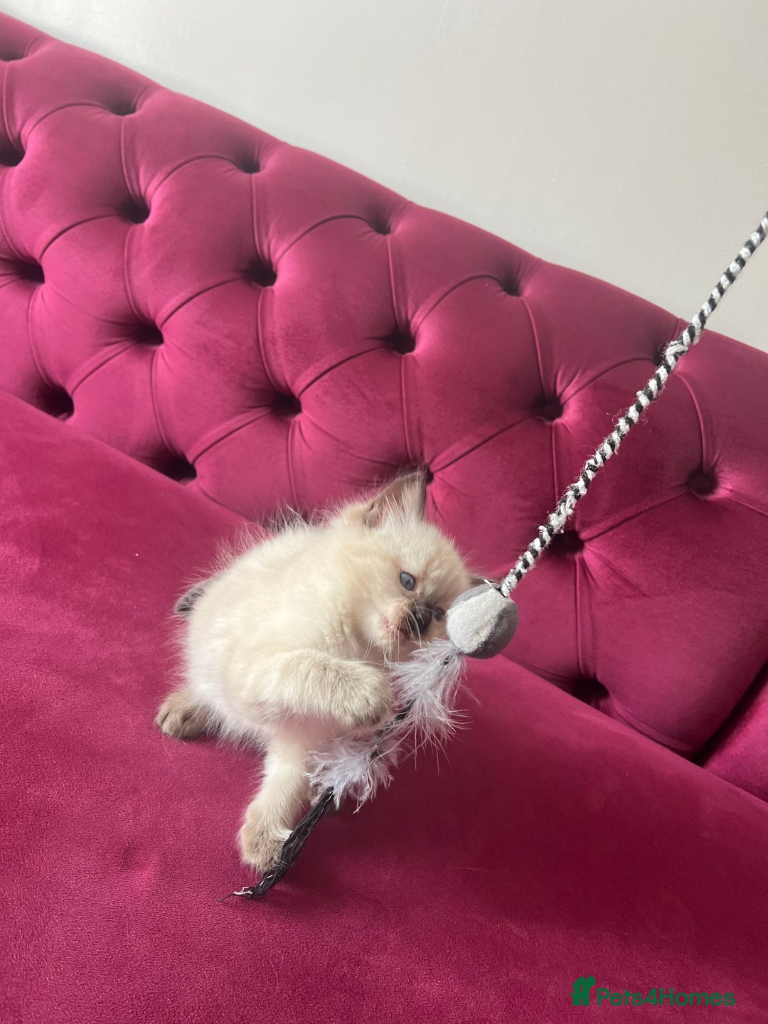 Ragdoll cats for sale: Cute ragdoll🌹🤎 - Image 5