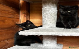 British Shorthair cats for sale: Kittens for forever homes - Image 7