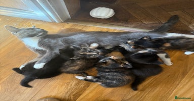 Mixed Breed cats - Advert 13