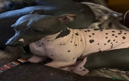 Mexican Hairless dogs for sale: Mexican Hairless, - Image 4