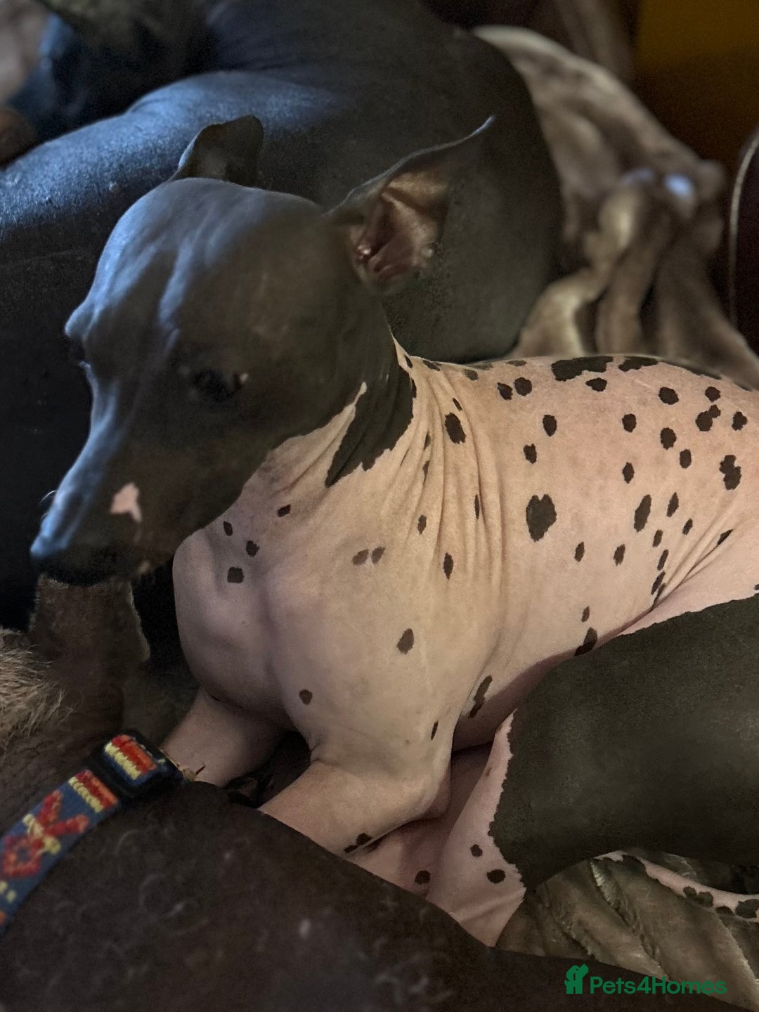 Mexican Hairless dogs for sale: Mexican Hairless, - Image 4