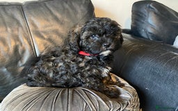 Shihpoo dogs for sale: Adorable F1 ShihPoo puppies in Faversham - Image 17